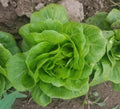 Bulk Lettuce - 6ct