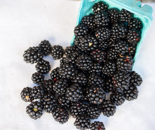 Blackberries - Fresh